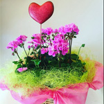 Cesto con piante stagionali